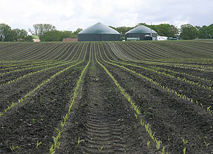 In Niedersachsen wird die Fläche für Biogasmais von heute 200.000 ha um maximal 10.000 ha wachsen, erwartet das Landwirtschaftsministerium, da die künftigen Anlagen deutlich kleiner sein werden.