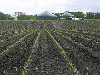 In Niedersachsen wird die Fläche für Biogasmais von heute 200.000 ha um maximal 10.000 ha wachsen, erwartet das Landwirtschaftsministerium, da die künftigen Anlagen deutlich kleiner sein werden.