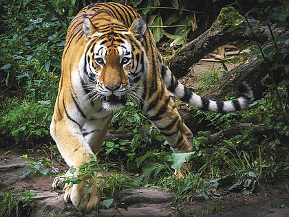 Große Tiger – Kleine Tiger: Corona hinterließ unterschiedliche Spuren