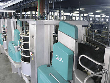 High-Tech im Kuhstall: Automatisierte Melkanlagen wie hier auf einem Betrieb in Brandenburg nehmen einen immer höheren Stellenwert ein.