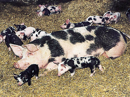 Vor Investitionen: Schweinehalter müssen wissen, wie der „Tierwohlstall der Zukunft“ ausgestattet sein soll.