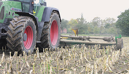 Mais: Feldhygiene hilft Maiszünslerbefall zu reduzieren
