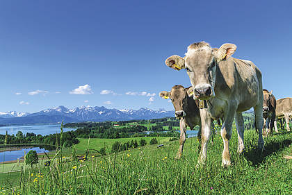 Technik in der Innenwirtschaft 2021: In den Milchviehställen im Einsatz – von Oberschwaben übers Allgäu nach Vorarlberg