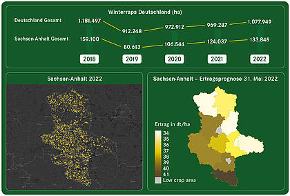 Raps-Radar: Erntebare Flächen wieder über eine Million Hektar – Konstanter Anstieg auch in Sachsen-Anhalt