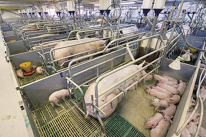 Schweinehaltung: Strukturwandel ist ungebremst