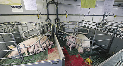 Schweinehaltung: Am Wohl der Sauen arbeiten