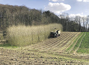 Ernte von Energieholz in einer Kurzumtriebsplantage in Sachsen-Anhalt durch die Firma agraligna.