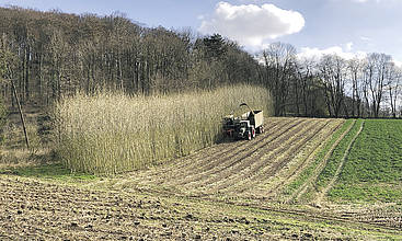 Ernte von Energieholz in einer Kurzumtriebsplantage in Sachsen-Anhalt durch die Firma agraligna.