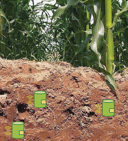 „Soilmonitor“: Mit Mini-Sensoren gegen die Überdüngung von Böden