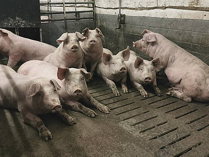 Bei der Haltung von Schweinen fallen jede Menge Exkremente an, die als Gülle gelagert werden. Durch Abbauprozesse wird daraus Methan freigesetzt.