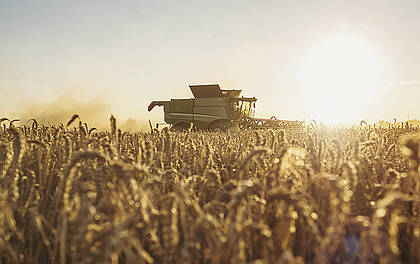 Getreideernte: Bauernverband rechnet mit nur 42,4 Mio. Tonnen