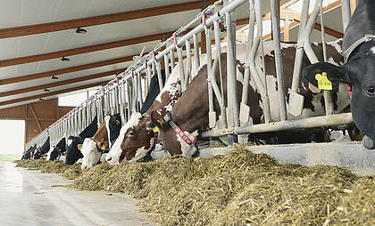Milchmarkt: Wenig Hoffnung auf schnelle Trendwende