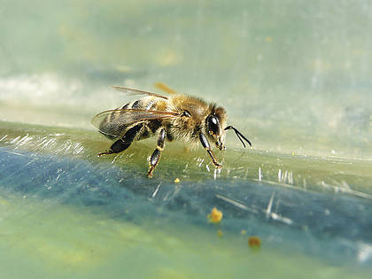 Jüngste wissenschaftliche Untersuchungen sehen die Pflanzenschutzmittel der Wirkstoffgruppe Neonikotinoide im Zusammenhang mit dem Bienensterben.