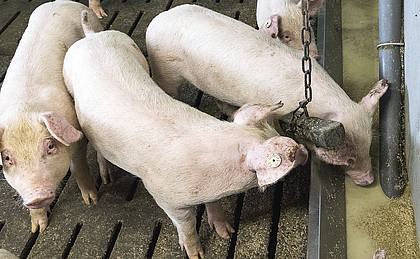 Schweinezucht: Frisch gezapft: Probiotika fürs Borstenvieh