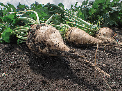 Auch bei Zuckerrüben und Kartoffeln verzeichneten die Ackerbauer unterdurchschnittliche Erträge.