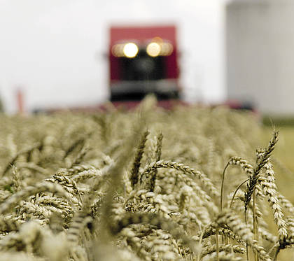 : Globaler Weizenbedarf übertrifft Angebot