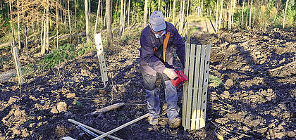 Baumschutz: Hölzerne Rüstung schützt junge Pflanzen
