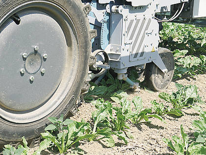„Robo Cop“ im Rübenfeld: Agrarroboter auf Unkrautjagd