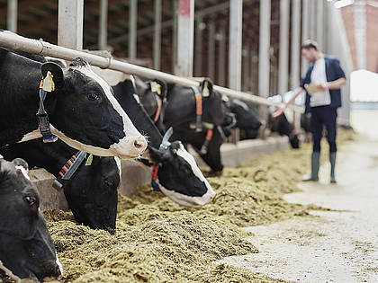Die Zahl der Milchviehhalter schrumpfte in den letzten zehn Jahren um 40 Prozent auf 54.100 Betriebe.