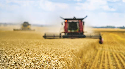 Ernteprognose: Bauernverband rechnet mit 45,4 Millionen Tonnen Getreide