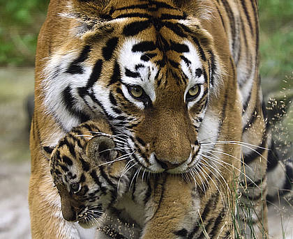 Im Blickpunkt:: Große Tiger, kleine Tiger