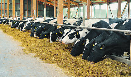 Forschung: Methanausstoß der Kuh ist mit Milchprobe messbar