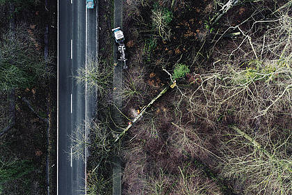 Landesforsten Niedersachsen: Besonders viele Nadelbäume von Februarstürmen geworfen