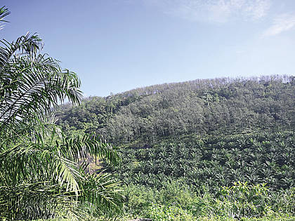 Immer häufiger werden Gummibäume in den Hauptanbauregionen Südostasiens durch Ölpalmen ersetzt.