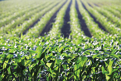 Bioenergie: Gut 14 Prozent der Agrarflächen für die Energie
