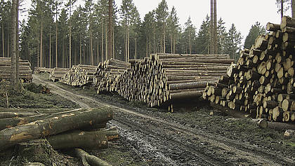 Forstwirtschaft: Wetterextreme schaden mehr als bislang erwartet