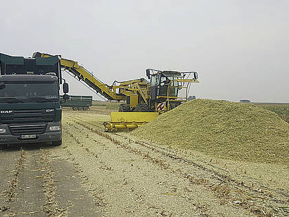 Silomaisernte beim Lohnunternehmen Frieling in Sachsen-Anhalt: Bei Hof-Feld-Entfernungen oberhalb von 10 km überlädt die NaWaRo-Maus auf die Lkw.