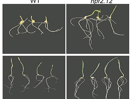 Weizensorten mit einer bestimmten NPF2.12-Genvariante (rechts) verfügen bei wenig Stickstoff im Boden über ein deutlich besseres Wurzelwachstum als Sorten ohne diese Genvariante (links).