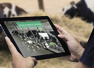 Die Tierhaltung profitiert  von digitaler Unterstützung.