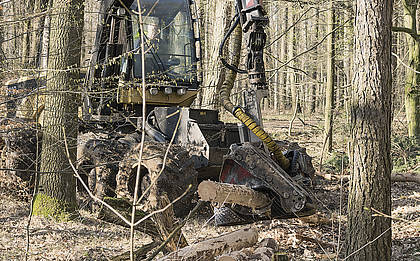 Forsttechnik: Bedrohung zwischen Baum und Borke