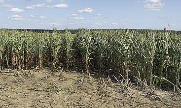 In trockenen Extremjahren zeigte Mais in Dammkultur bis 14  % mehr Trockenmasse.