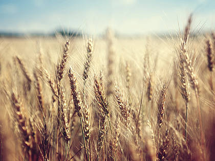 Der EU-Dachverband der Getreidehändler COCERAL hat die Vorhersage zur diesjährigen Getreideernte nach oben korrigiert.
