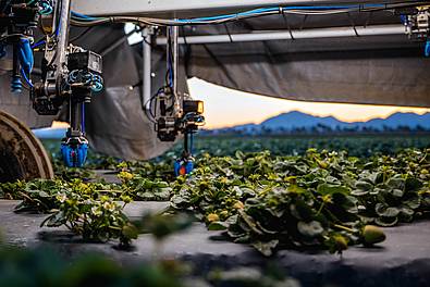 Die Roboter nutzen KI sowie Sensoren, um reife Früchte zu erkennen und schonend via Greifarm zu ernten.