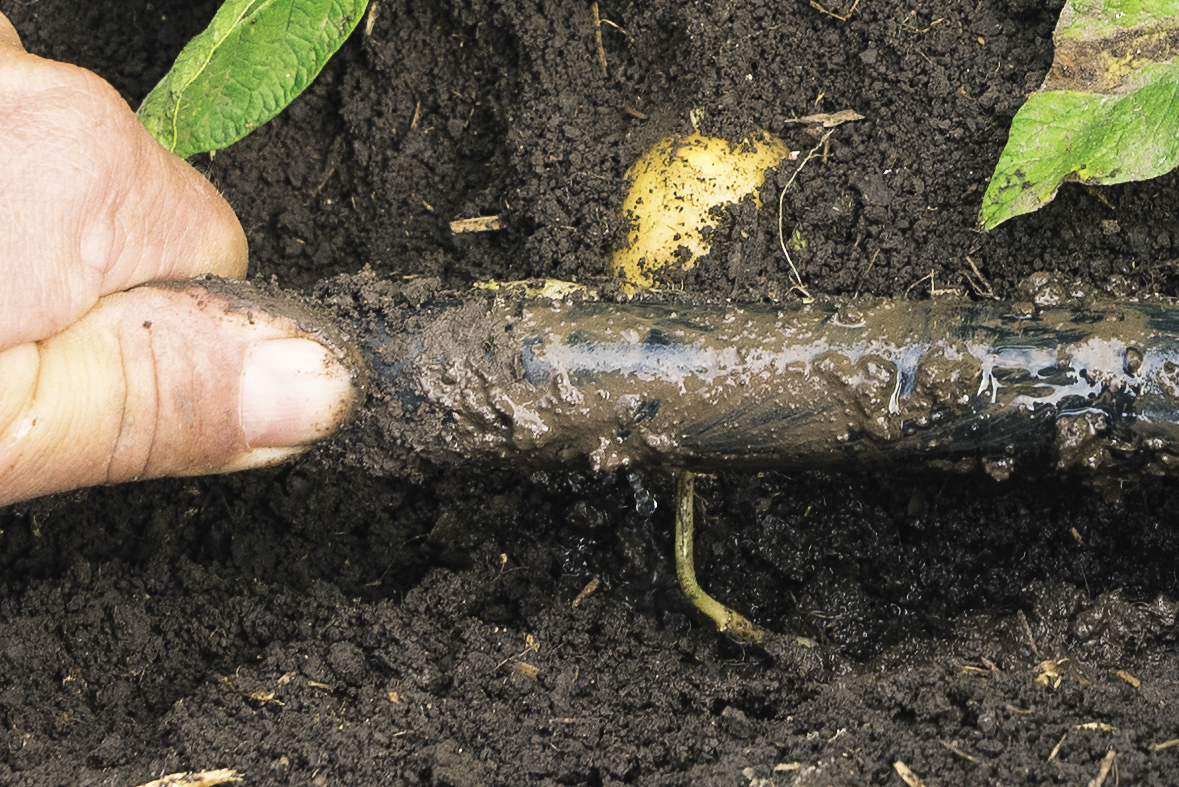 Freigelegtes Rohr mit Tropfelement des Netafim Bewässerungssystems in einem Kartoffelschlag. Das Tropfrohr liegt in einer Tiefe von 5 bis 7 cm unterhalb der Dammkrone.