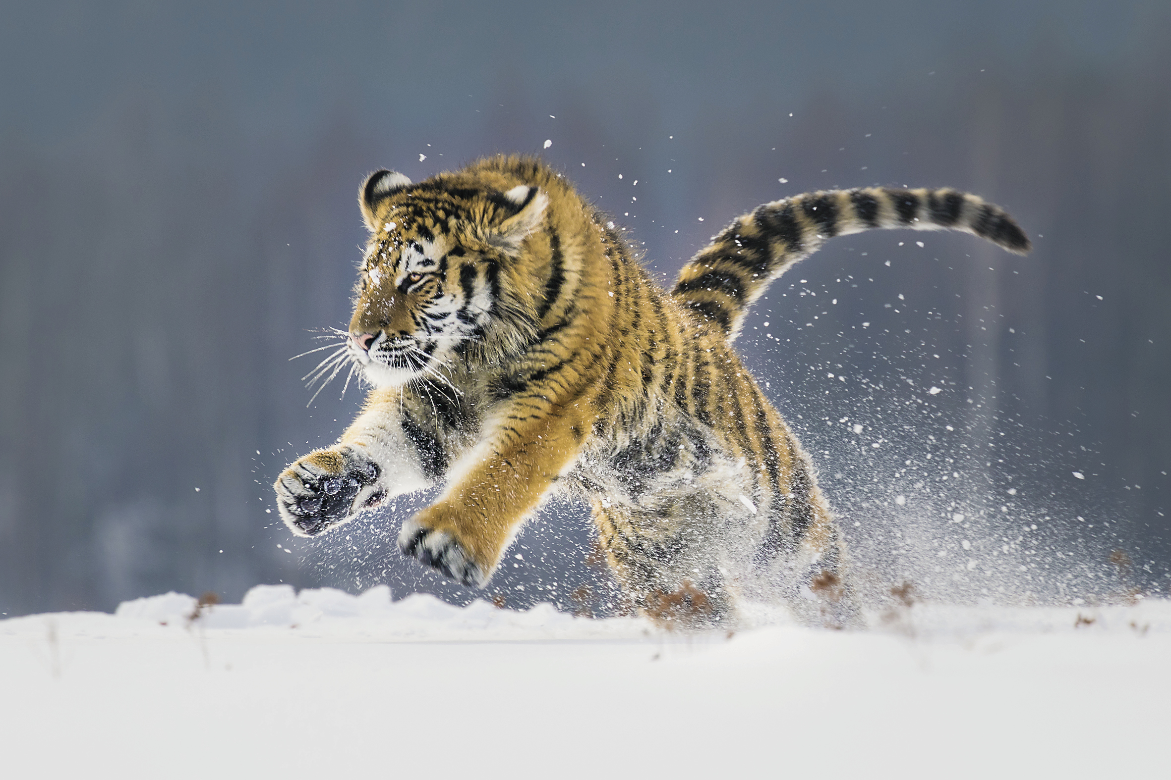 Große Tiger – Kleine Tiger: Kampfbereit das Revier verteidigen